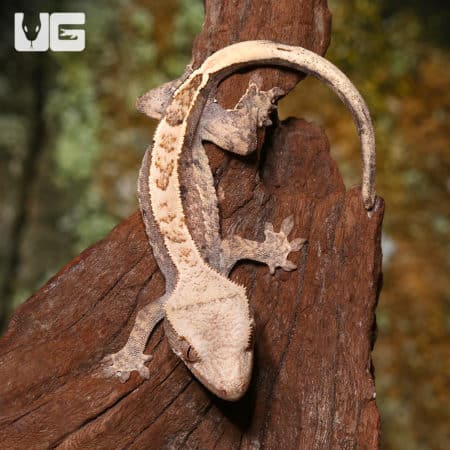 Juvenile Partial Pinstripe Crested Gecko (Correlophus ciliatus) For Sale - Underground Reptiles