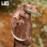 Juvenile Partial Pinstripe Crested Gecko (Correlophus ciliatus) For Sale - Underground Reptiles