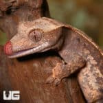 Juvenile Partial Pinstripe Crested Gecko (Correlophus ciliatus) For Sale - Underground Reptiles