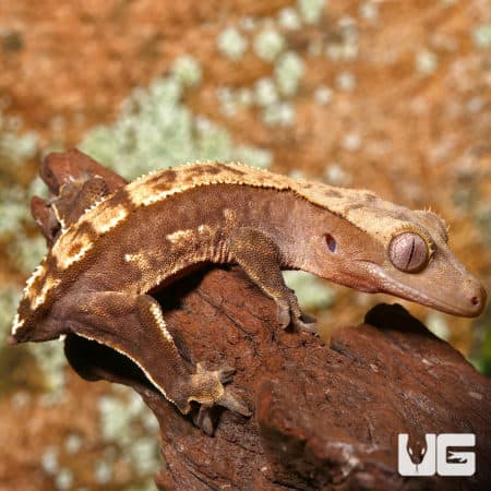 Juvenile Tailless Partial Pinstripe Crested Gecko (Correlophus ciliatus) For Sale - Underground Reptiles