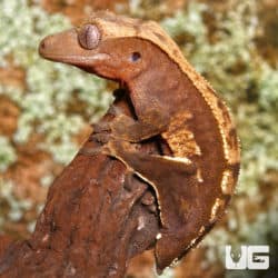 Juvenile Tailless Partial Pinstripe Crested Gecko (Correlophus ciliatus) For Sale - Underground Reptiles