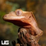 Juvenile Tailless Partial Pinstripe Crested Gecko (Correlophus ciliatus) For Sale - Underground Reptiles