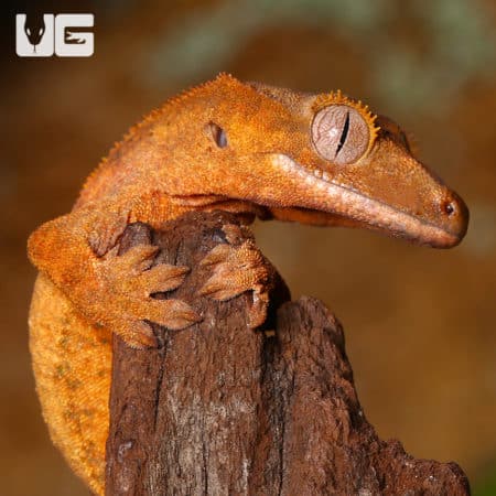 Juvenile Tiger Crested Geckos (Correlophus ciliatus) For Sale - Underground Reptiles