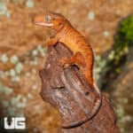 Juvenile Tiger Crested Geckos (Correlophus ciliatus) For Sale - Underground Reptiles