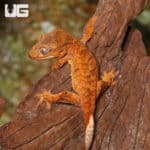 Juvenile Tiger Crested Geckos (Correlophus ciliatus) For Sale - Underground Reptiles