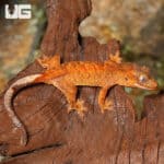 Juvenile Tiger Crested Geckos (Correlophus ciliatus) For Sale - Underground Reptiles