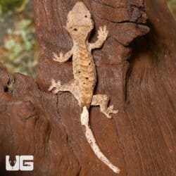 Juvenile Tiger Dalmatian Crested Geckos (Correlophus ciliatus) For Sale - Underground Reptiles