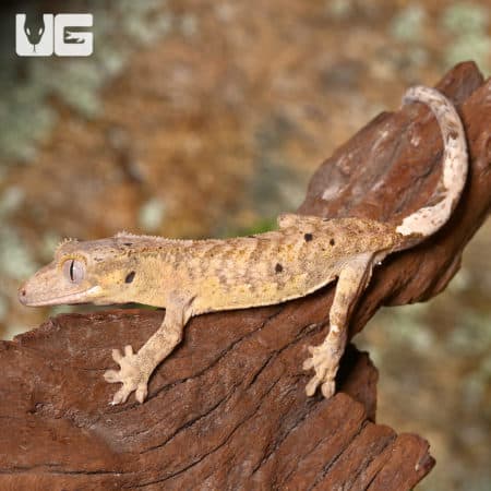 Juvenile Tiger Dalmatian Crested Geckos (Correlophus ciliatus) For Sale - Underground Reptiles