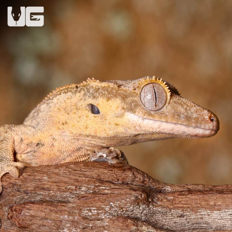Baby Harlequin Partial Pinstripe Crested Geckos For Sale Underground Reptiles