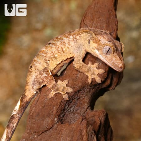 Juvenile Tiger Dalmatian Crested Geckos (Correlophus ciliatus) For Sale - Underground Reptiles