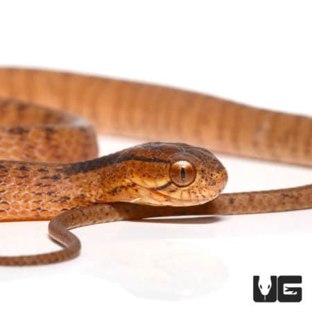 Keeled Slug Snake (Pareas Carinatus) For Sale - Underground Reptiles