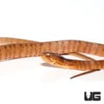 Keeled Slug Snake (Pareas Carinatus) For Sale - Underground Reptiles