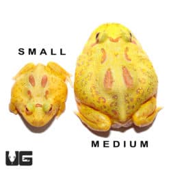 Pikachu Pacman Frogs (Ceratophrys cranwelli) for sale - Underground Reptiles