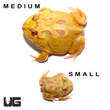 Albino Pacman Frogs (Ceratophrys cranwelli) For Sale - Underground Reptiles