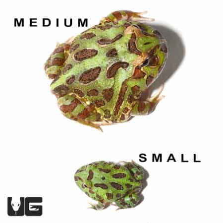 Green Pacman Frogs (Ceratophrys cranwelli) For Sale - Underground Reptiles