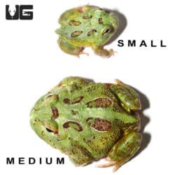 Matcha Pacman Frogs (Ceratophrys cranwelli) for sale - Underground Reptiles