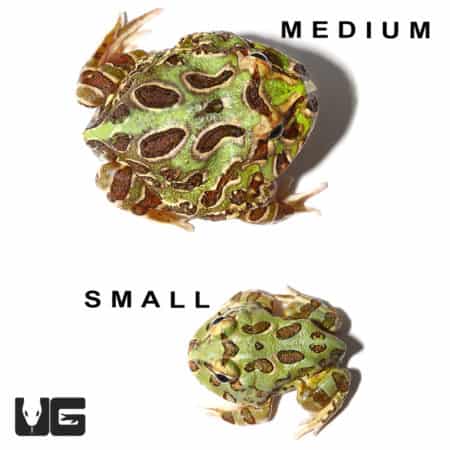 Peppermint Pacman Frog (Ceratophrys cranwelli) For Sale - Underground Reptiles