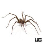 Lichen Wandering Spider (Ctenidae Sp. "Lichen") For sale - Underground Reptiles