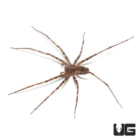 Lichen Wandering Spider (Ctenidae Sp. "Lichen") For sale - Underground Reptiles