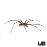 Lichen Wandering Spider (Ctenidae Sp. "Lichen") For sale - Underground Reptiles