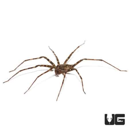 Lichen Wandering Spider (Ctenidae Sp. "Lichen") For sale - Underground Reptiles