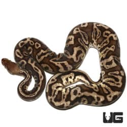 Pastel Firefly Hidden Gene Woma Ball Python (Python regius) For Sale - Underground Reptiles