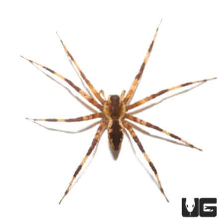 Marbled Fishing Spiders (Pisauridae Sp. "Marble") For Sale - Underground Reptiles