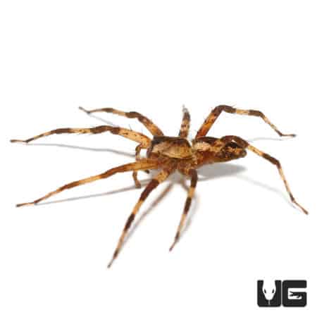 Marbled Fishing Spiders (Pisauridae Sp. "Marble") For Sale - Underground Reptiles