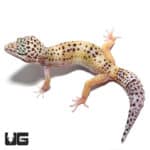 Adult Leopard Geckos (Eublepharis macularius) For Sale - Underground Reptiles