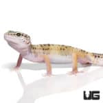 Adult Leopard Geckos (Eublepharis macularius) For Sale - Underground Reptiles