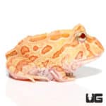 Apricot Pacman Frogs (Ceratophrys cranwelli) For Sale - Underground Reptiles