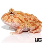 Apricot Pacman Frogs (Ceratophrys cranwelli) For Sale - Underground Reptiles