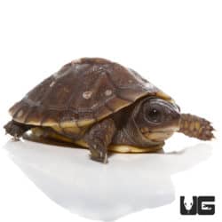 Baby Hybrid Box Turtles (Terrapene carolina bauri x Terrapene ornata ornate x Terrapene carolina carolina) For Sale - Underground Reptiles