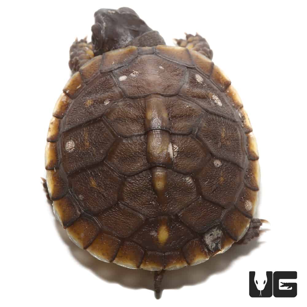 Baby Hybrid Box Turtles (Terrapene carolina bauri x Terrapene ornata ...