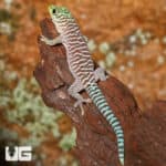 Baby Standings Day Geckos (Phelsuma standingi) For Sale - Underground Reptiles