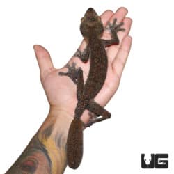 Giant Leaf Tail Geckos (Uroplatus fimbriatus) For Sale - Underground Reptiles