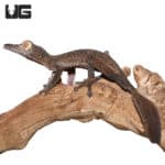 Giant Leaf Tail Geckos (Uroplatus fimbriatus) For Sale - Underground Reptiles
