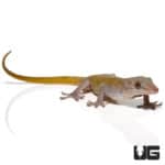 Golden Geckos (Gekko badenii) For Sale - Underground Reptiles