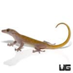 Golden Geckos (Gekko badenii) For Sale - Underground Reptiles