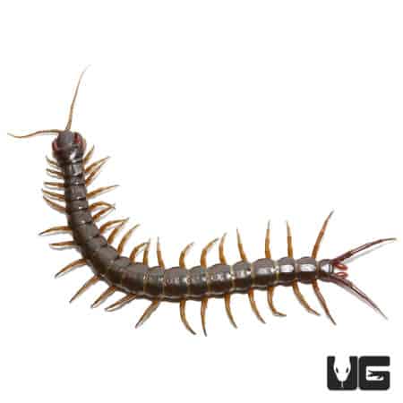 Centipedes, Millipedes and More For Sale - Underground Reptiles