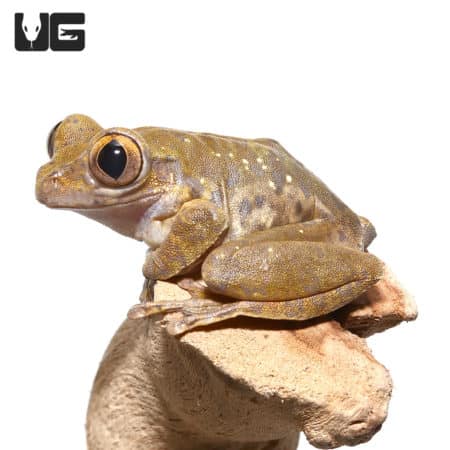 Nigerian Big Eye Tree Frogs (Leptopelis Sp.) For Sale - Underground Reptiles