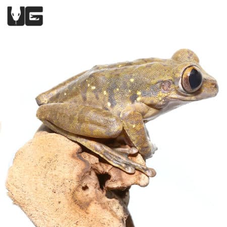 Nigerian Big Eye Tree Frogs (Leptopelis Sp.) For Sale - Underground Reptiles