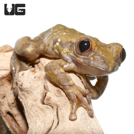 Nigerian Big Eye Tree Frogs (Leptopelis Sp.) For Sale - Underground Reptiles