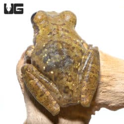 Nigerian Big Eye Tree Frogs (Leptopelis Sp.) For Sale - Underground Reptiles