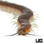 Nigerian Striped Centipede (Scolopendra Sp. "Nigeria")For Sale - Underground Reptiles