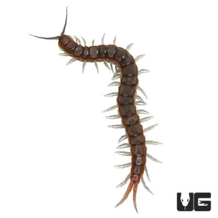 Nigerian Striped Centipede (Scolopendra Sp. "Nigeria")For Sale - Underground Reptiles