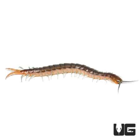 Centipede with black and orange stripes, native to Nigeria.