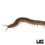 Nigerian Striped Centipede (Scolopendra Sp. "Nigeria")For Sale - Underground Reptiles