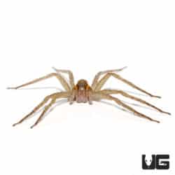Nigerian Striped Fishing Spiders (Pisauridae Sp. "Stripe") For Sale - Underground Reptiles