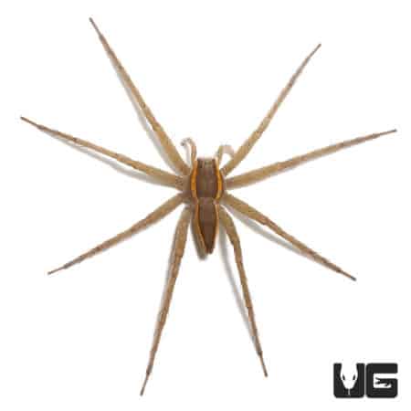 Nigerian Striped Fishing Spiders (Pisauridae Sp. "Stripe") For Sale - Underground Reptiles
